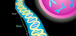 Illustration-of-double-helix-and-gene-segments-NIMH-300x144.jpg