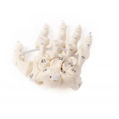 Skeleton of the hand with bone numbering