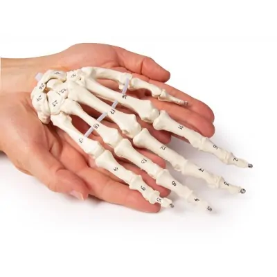 Skeleton of the hand with bone numbering