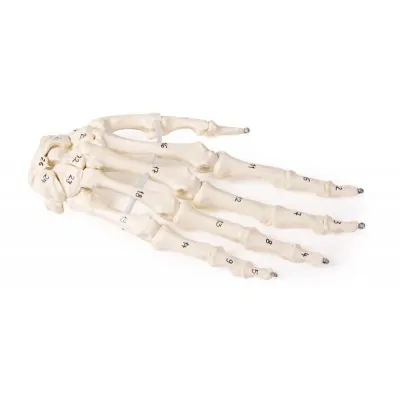 Skeleton of the hand with bone numbering