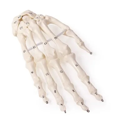 Skeleton of the hand with bone numbering