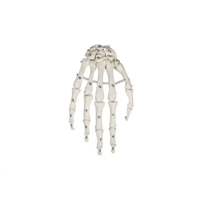 Skeleton of the hand with bone numbering