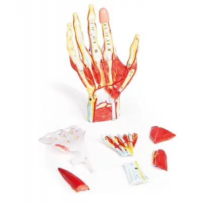 Regional anatomy of the hand, 7 parts