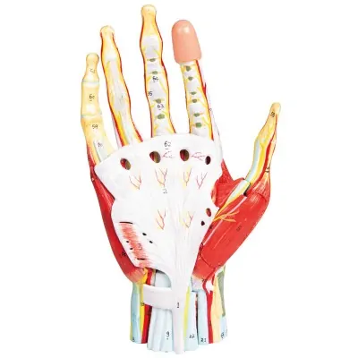 Regional anatomy of the hand, 7 parts