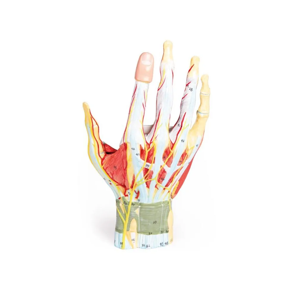 Regional anatomy of the hand, 7 parts Regional anatomy of the hand, 7 parts