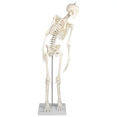 Σκελετός Ανατομίας Miniature “Paul” με κινούμενη Σπονδυλική Στήλη