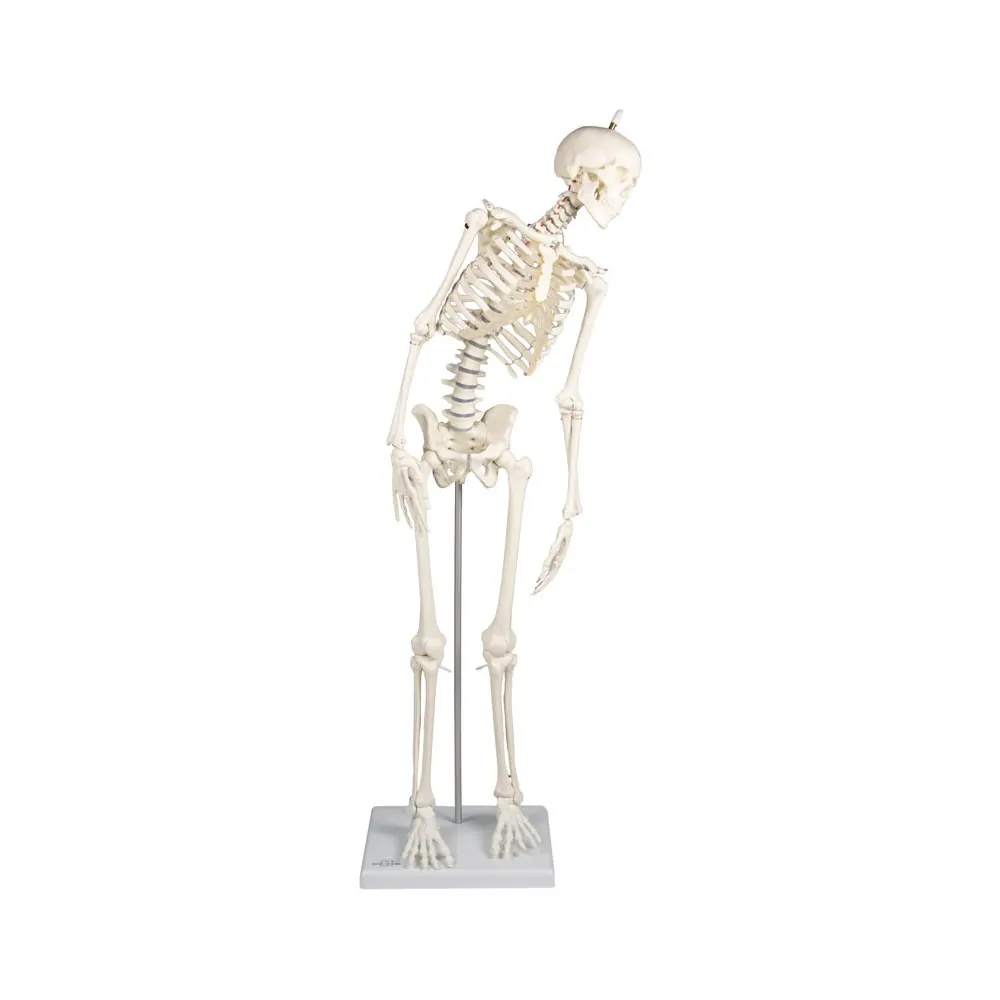 Σκελετός Ανατομίας Miniature “Paul” με κινούμενη Σπονδυλική Στήλη Σκελετός Ανατομίας Miniature “Paul” με κινούμενη Σπονδυλική Στήλη