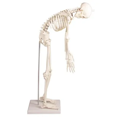 Σκελετός Ανατομίας Miniature “Paul” με κινούμενη Σπονδυλική Στήλη