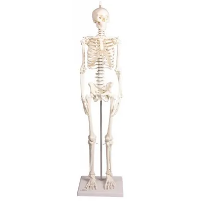 Σκελετός Ανατομίας Miniature “Paul” με κινούμενη Σπονδυλική Στήλη