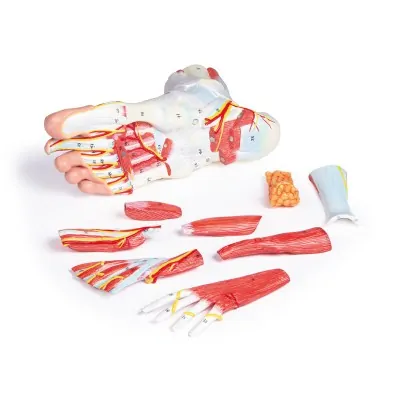 Anatomy of the foot in 9 parts - Erler Zimmer