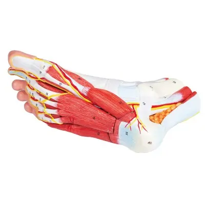 Anatomy of the foot in 9 parts - Erler Zimmer
