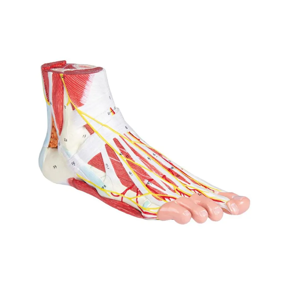 Anatomy of the foot in 9 parts - Erler Zimmer Anatomy of the foot in 9 parts - Erler Zimmer