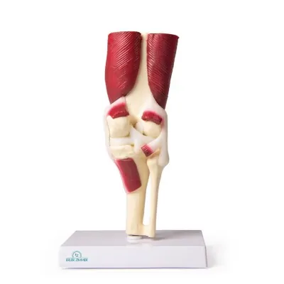 Knee Joint, life size, with muscles -Erler Zimmer