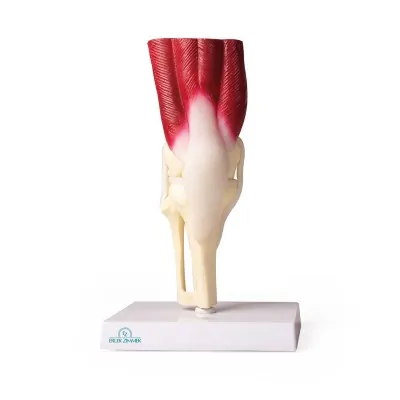 Knee Joint, life size, with muscles -Erler Zimmer
