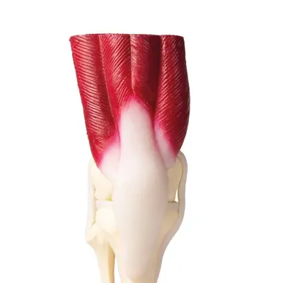 Knee Joint, life size, with muscles -Erler Zimmer