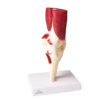 Knee Joint, life size, with muscles -Erler Zimmer