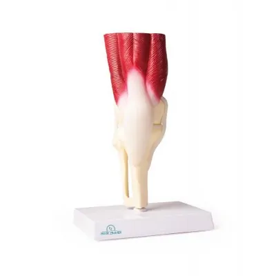 Knee Joint, life size, with muscles -Erler Zimmer