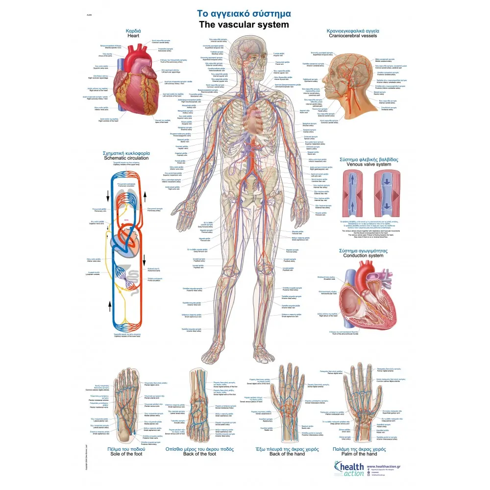 Αφίσα | Αγγειακό σύστημα | 50x70cm | Healthaction Αφίσα | Αγγειακό σύστημα | 50x70cm | Healthaction