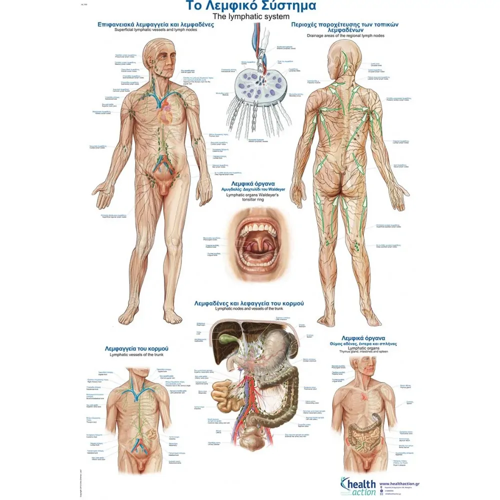 Αφίσα | Το Λεμφικό Σύστημα | 50x70cm | Healthaction Αφίσα | Το Λεμφικό Σύστημα | 50x70cm | Healthaction
