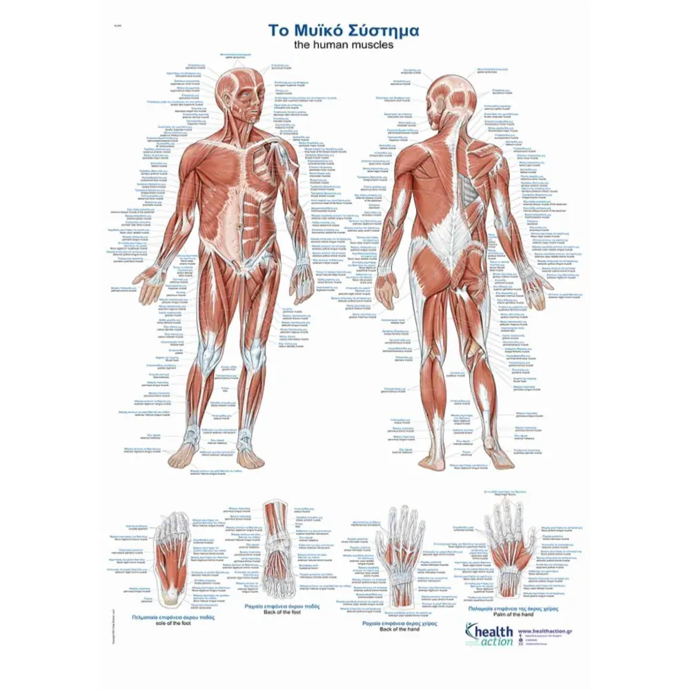 Αφίσα | Τα Μυικό Σύστημα | 50x70cm | Healthaction Αφίσα | Τα Μυικό Σύστημα | 50x70cm | Healthaction