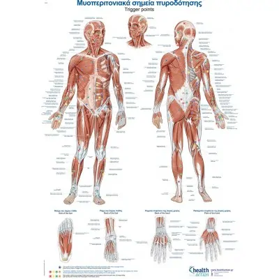 Trigger points poster - GR/EN - 50x70cm