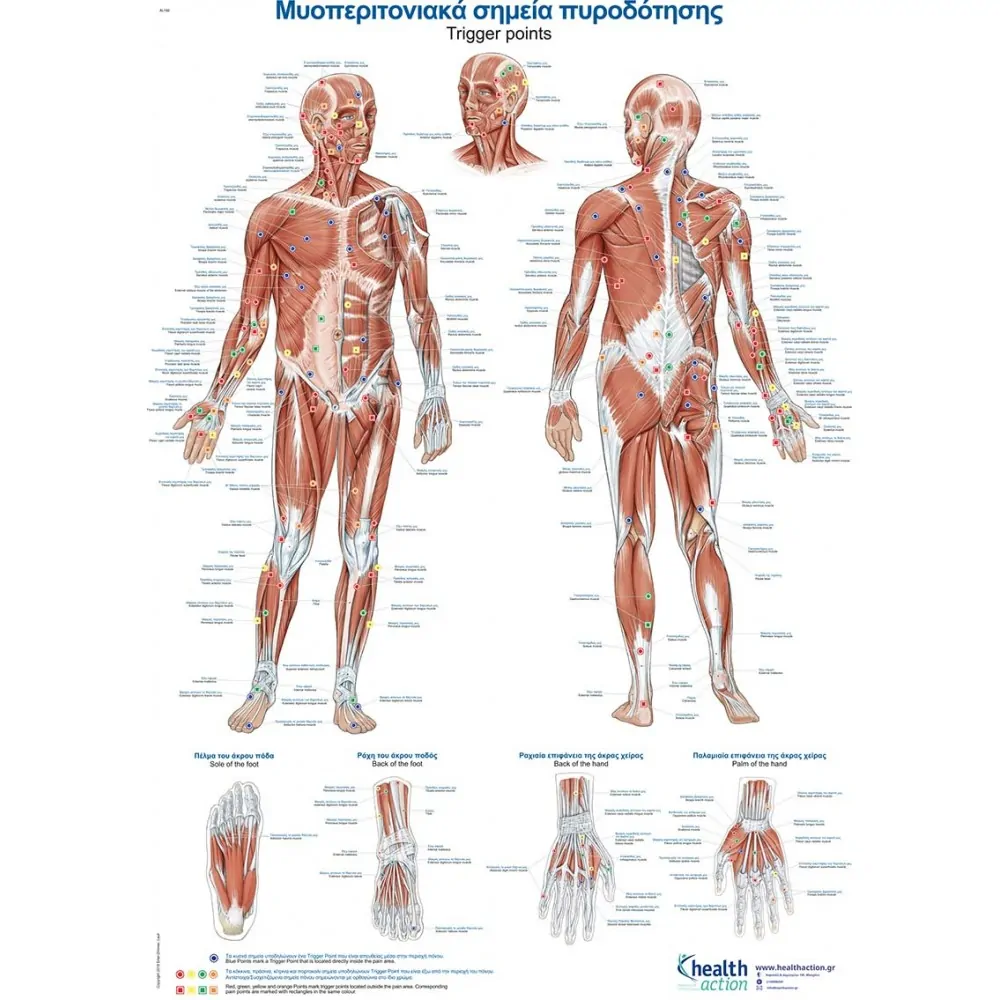 Trigger points poster - GR/EN - 50x70cm Trigger points poster - GR/EN - 50x70cm