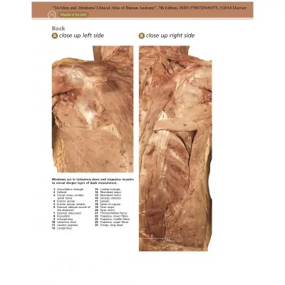 Clinical atlas of human anatomy - 8th edition