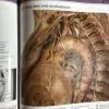 Clinical atlas of human anatomy - 8th edition