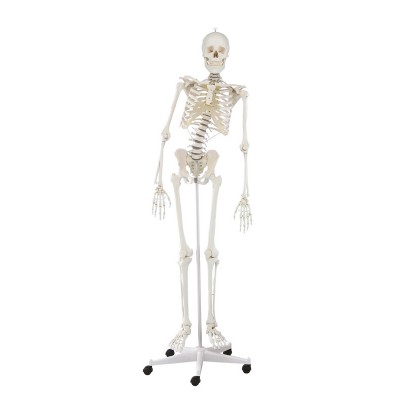 ανθρωπινος σκελετος