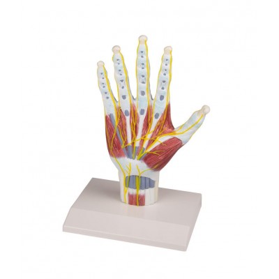 Hand anatomy structure model - Erler Zimmer