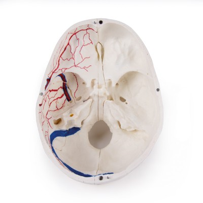 Deluxe demonstration skull - 14 parts for advanced studies