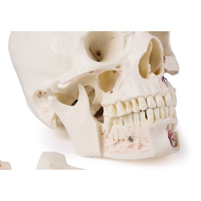 Deluxe demonstration skull - 14 parts for advanced studies