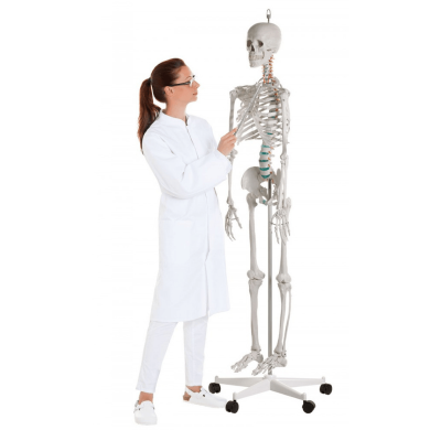 Σκελετός Ανατομίας