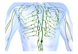 Λεμφαδένες – 11 πράγματα για τη λειτουργία τους